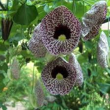 Dutchman's Pipe